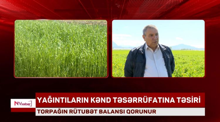 Yağıntıların çoxluğu kənd təsərrüfatı üçün faydalıdır<font color=red> - VİDEO</font>