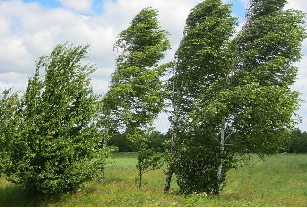 FHN gözlənilən küləkli hava şəraiti ilə əlaqədar əhaliyə müraciət edib