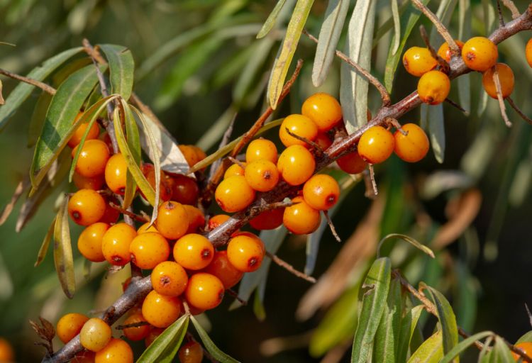 Qanda şəkərin səviyyəsini azaltmaq üçün yeni təbii vasitə aşkarlanıb