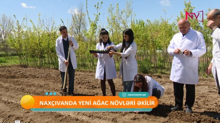 NAXÇIVANDA YENİ AĞAC NÖVLƏRİ ƏKİLİR<font color=red> - VİDEO</font>