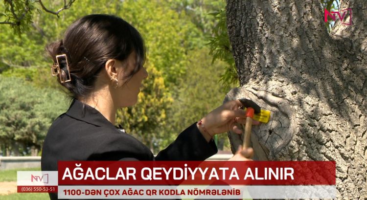 NAXÇIVANDA 1100-DƏN ÇOX AĞAC QR KODLA NÖMRƏLƏNİB<font color=red> - VİDEO</font>