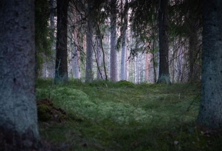 Finlandiyalı alimlər yaraların sağalması üçün yeni üsul kəşf ediblər