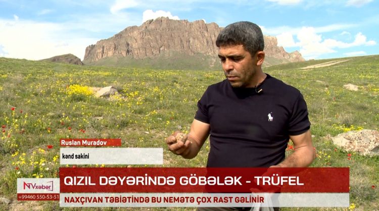 QIZIL DƏYƏRİNDƏ GÖBƏLƏK - TRÜFEL<font color=red> - VİDEO</font>