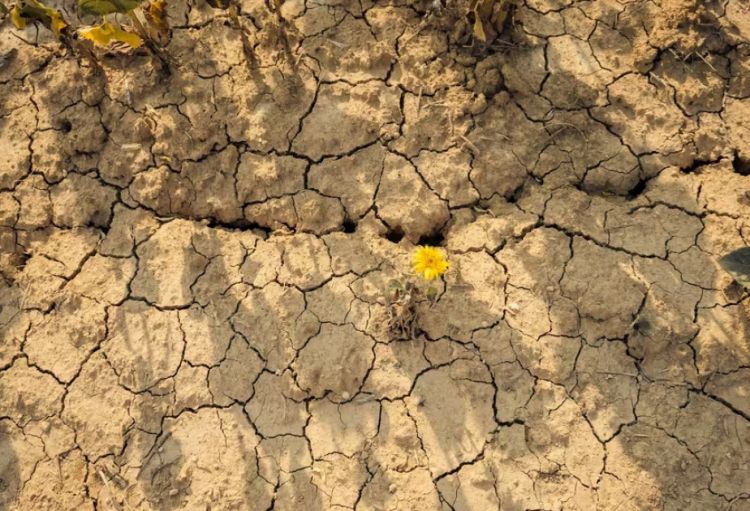 Gələn il dünyada temperatur rekord həddə yüksələ bilər