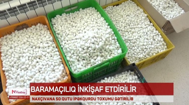NAXÇIVANA 50 QUTU İPƏKQURDU GƏTİRİLİB<font color=red> - VİDEO</font>