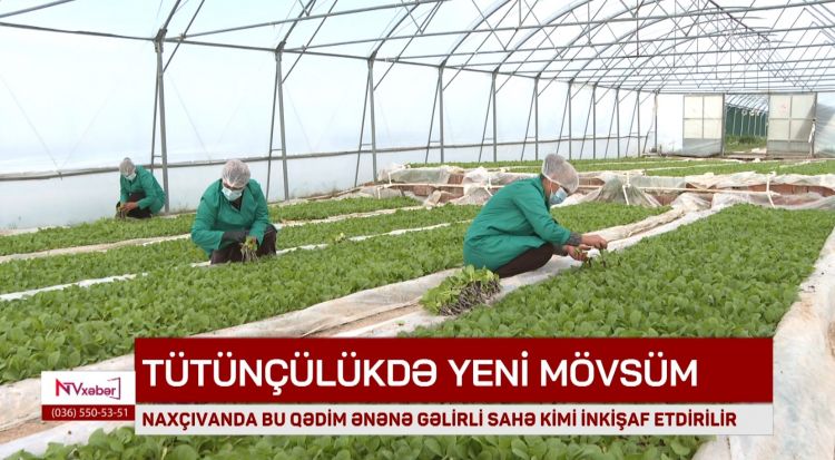 Naxçıvanda tütünçülük gəlirli sahə kimi inkişaf etdirilir<font color=red> - VİDEO</font>