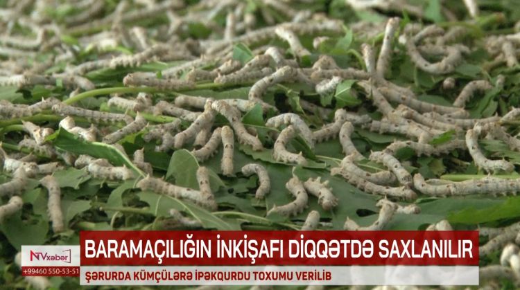 Şərurda kümçülərə ipəkqurdu toxumu verilib<font color=red> - VİDEO</font>