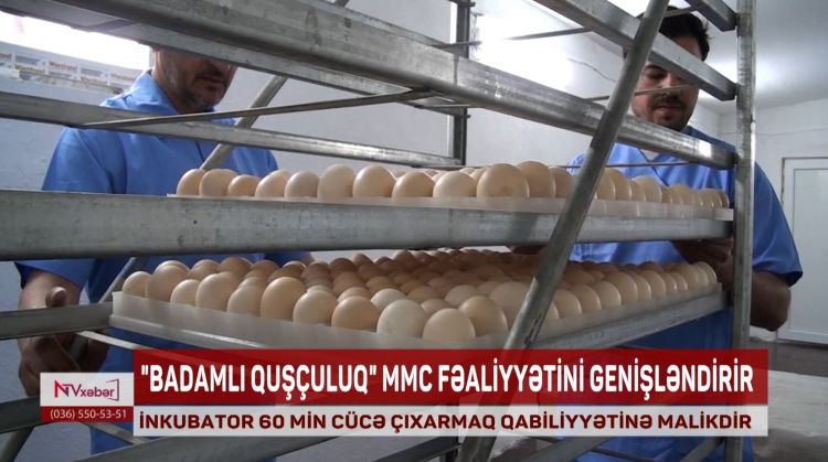 "Badamlı Quşçuluq" MMC istehsal imkanlarını artırır<font color=red> - VİDEO</font>