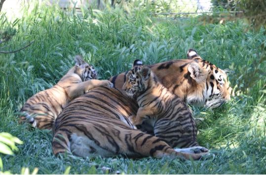 Bakı Zooloji Parkında Amur pələngi balaları dünyaya gəlib<font color=red> - FOTOLAR</font>
