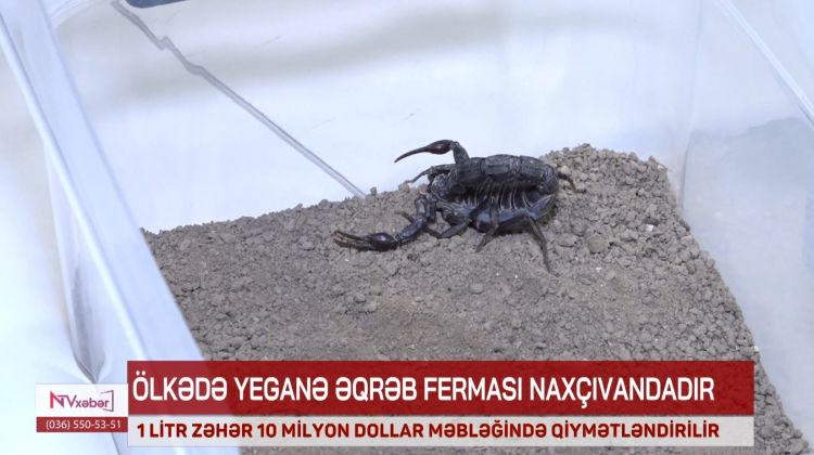 Naxçıvandakı əqrəb fermasında əldə olunan zəhərin 1 litri 10 milyon dollar dəyərindədir<font color=red> - VİDEO</font>