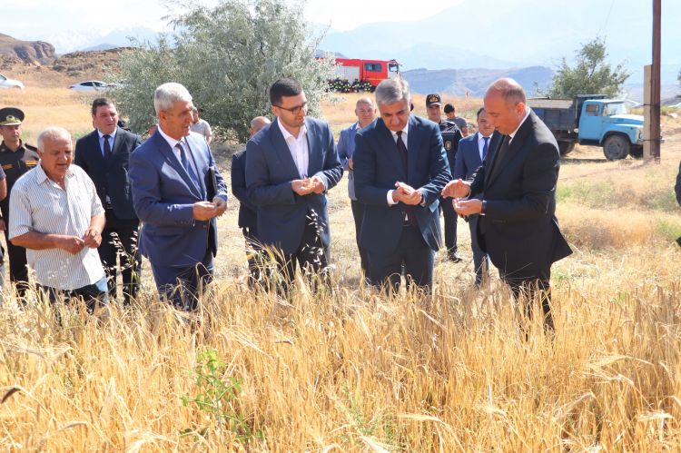 Naxçıvanda taxıl biçininə start verilib<font color=red> - FOTOLAR</font>