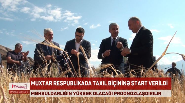 Naxçıvanda taxıl biçininə start verilib<font color=red> - VİDEO</font>