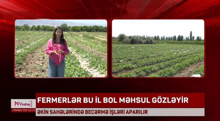 Naxçıvanda əkin sahələrində becərmə işləri aparılır<font color=red> - VİDEO</font>