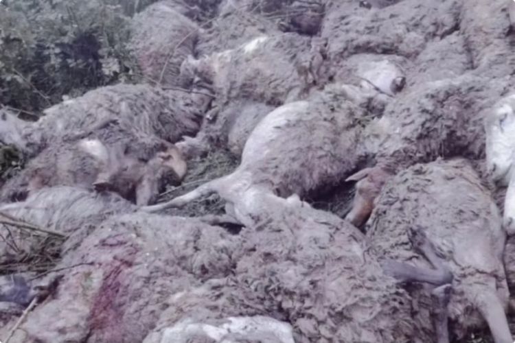 Daşkəsəndə güclü sel 70-dən çox xırdabuynuzlu heyvanı tələf edib
