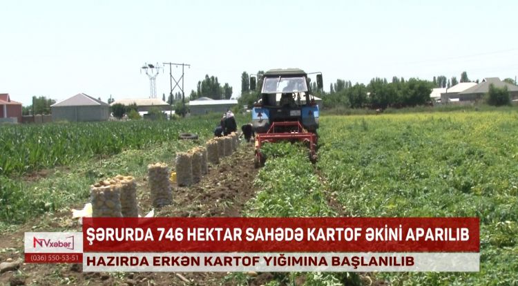Şərurda erkən kartof yığımına başlanılıb<font color=red> - VİDEO</font>