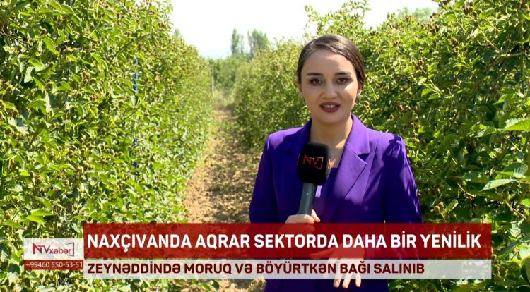 Zeynəddində moruq və böyürtkən bağı salınıb<font color=red> - VİDEO</font>