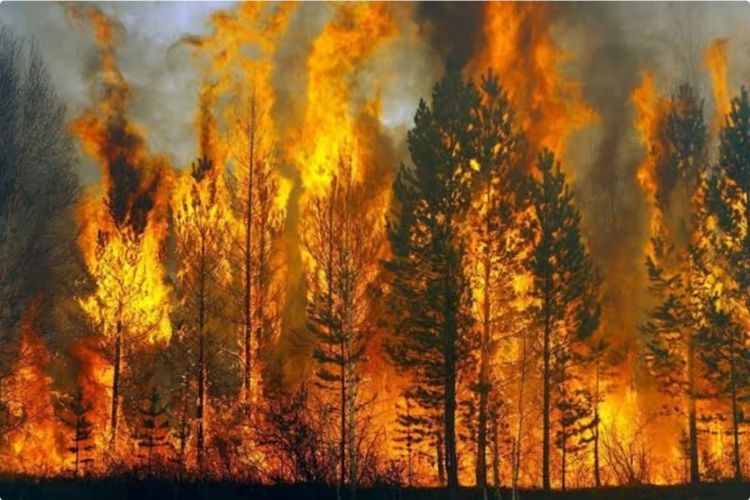 Rusiyanın Krasnoyarsk diyarında 133 min hektardan çox meşə sahəsi yanır