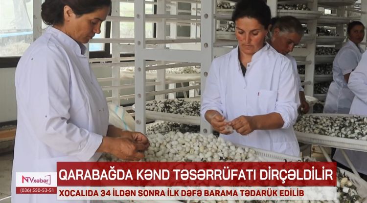 Xocalıda 34 ildən sonra ilk dəfə barama tədarük edilib<font color=red> - VİDEO</font>