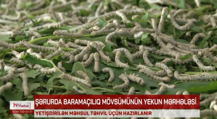Şərurda kümçülər barama mövsümünü başa vururlar<font color=red> - VİDEO</font>