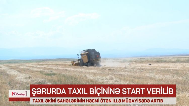 Şərurda taxıl biçininə start verilib<font color=red> - VİDEO</font>