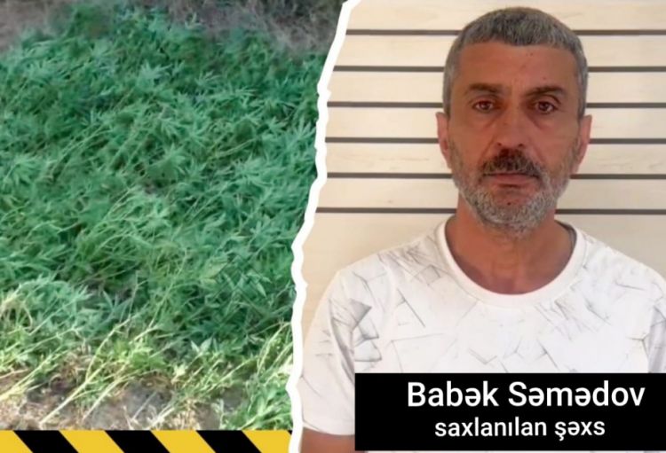 Masallıda çayın kənarında çətənə kolları yetişdirən şəxs saxlanılıb