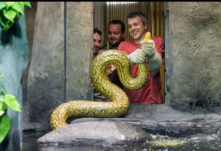 Praqa Zooparkında nəhəng ilanlar yenidən nümayiş etdirilir