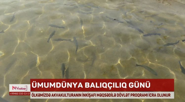 Bu gün Ümumdünya Balıqçılıq Günüdür<font color=red> - VİDEO</font>