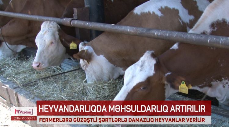 Naxçıvanda fermerlərə güzəştli şərtlərlə damazlıq heyvanlar verilir<font color=red> - VİDEO</font>