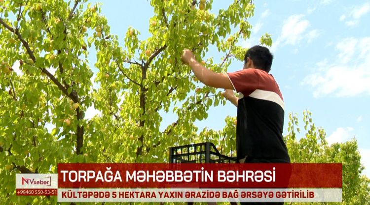 Kültəpədə 5 hektara yaxın ərazidə bağ ərsəyə gətirilib<font color=red> - VİDEO</font>