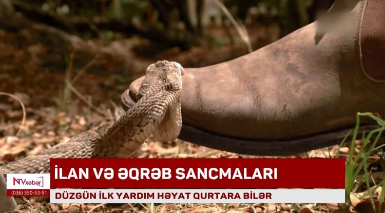 İlan və əqrəb sancmaları zamanı nə edək?<font color=red> - VİDEO</font>