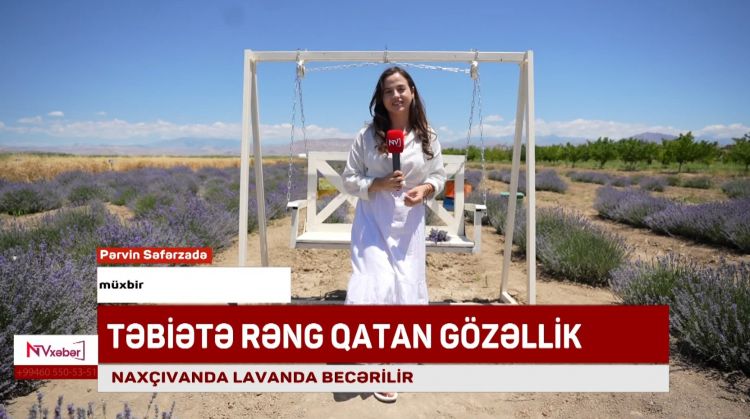 Naxçıvanda təbiətə rəng qatan lavanda çiçəkləri<font color=red> - VİDEO</font>
