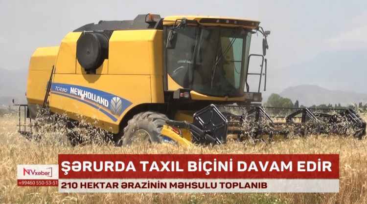 Şərurda taxıl biçini davam edir<font color=red> - VİDEO</font>