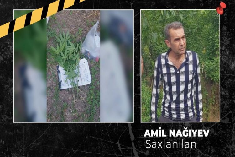 Ağsuda çətənə kolu yetişdirən şəxs həbs olunub