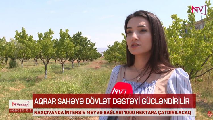 Naxçıvanda intensiv meyvə bağlarının sahəsi 1000 hektara çatdırılacaq<font color=red> - VİDEO</font>