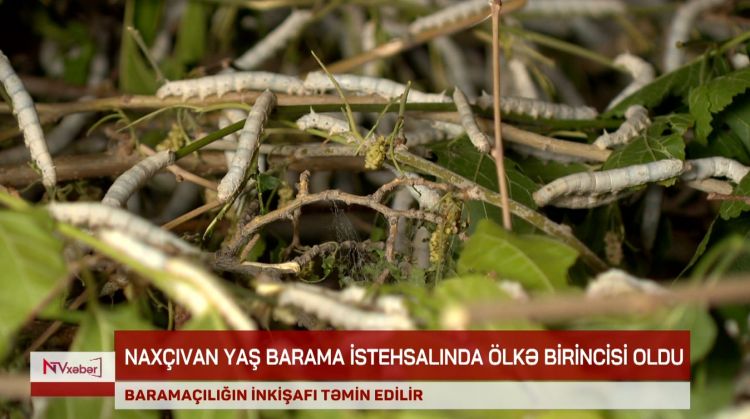 Naxçıvan yaş barama istehsalına görə ölkədə birinci olub<font color=red> - VİDEO</font>
