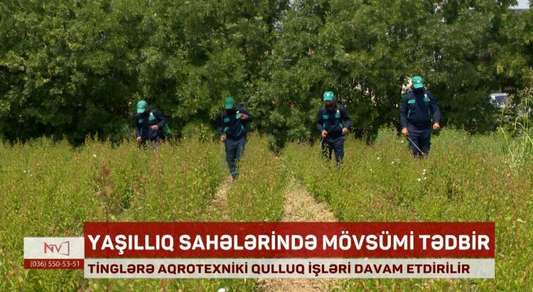 Naxçıvanda tinglik sahələri dərmanlanır<font color=red> - VİDEO</font>