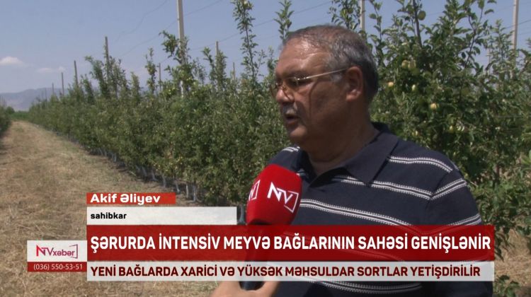 Şərurda intensiv meyvə bağlarının sahəsi genişlənir<font color=red> - VİDEO</font>