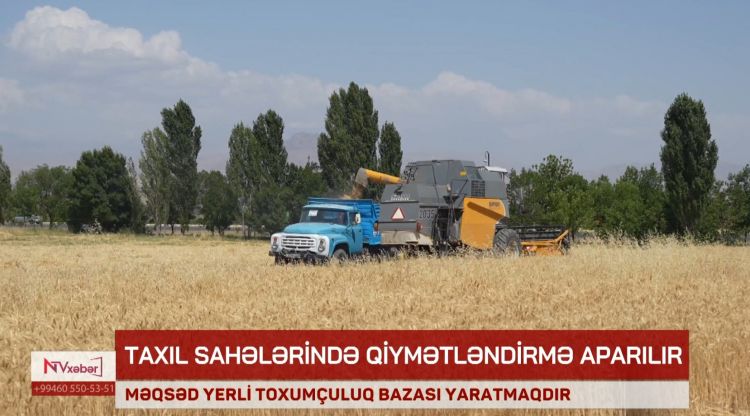 Naxçıvanda taxıl sahələrində qiymətləndirmə işləri aparılır<font color=red> - VİDEO</font>