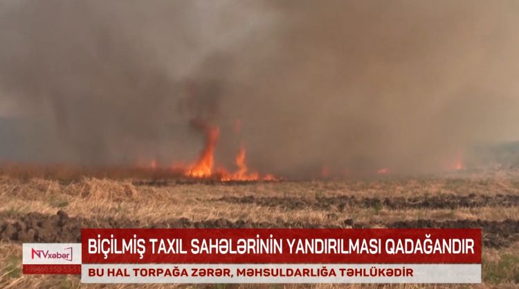 Biçindən sonra əkin sahələrinin yandırılması yolverilməzdir<font color=red> - VİDEO</font>