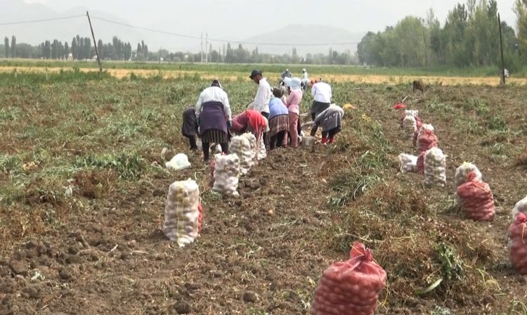 Şərurda kartof yığımı davam edir<font color=red> - VİDEO</font>