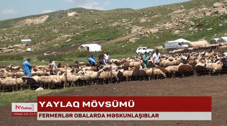 Naxçıvanda fermerlər obalarda məskunlaşıblar<font color=red> - VİDEO</font>