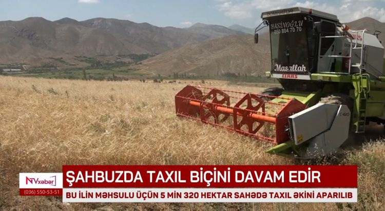 Şahbuzda bu ilin məhsulu üçün 5 mindən çox hektar sahədə taxıl əkilib<font color=red> - VİDEO</font>