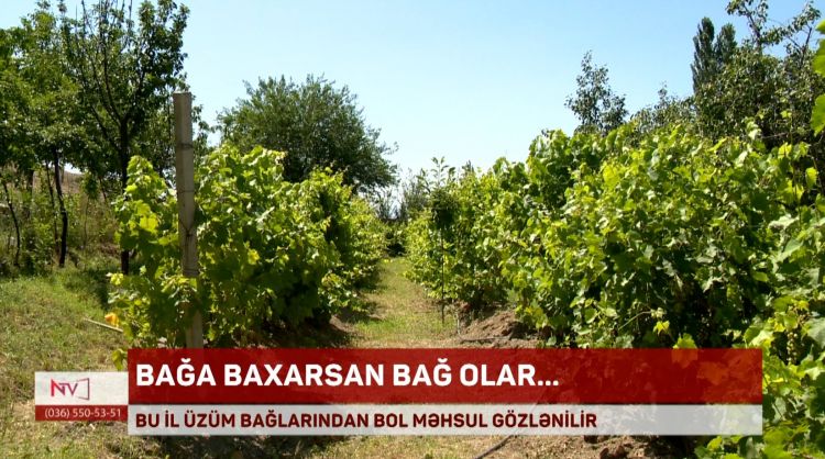 Naxçıvanda bu il üzüm bağlarında bol məhsul gözlənilir<font color=red> - VİDEO</font>