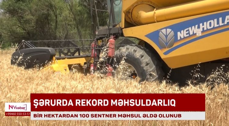 Şərurda rekord məhsuldarlıq: Bir hektardan 100 sentner məhsul əldə olunub<font color=red> - VİDEO</font>