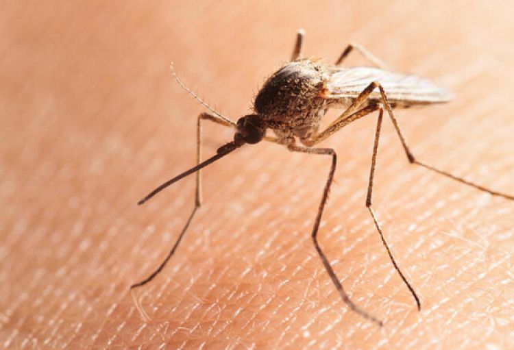 Azərbaycanda ağcaqanadlar vasitəsilə yayılan infeksiyalarla bağlı epidemioloji vəziyyət sabitdir