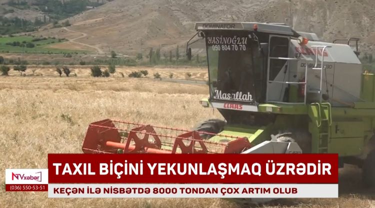 Naxçıvanda taxıl biçini yekunlaşmaq üzrədir<font color=red> - VİDEO</font>