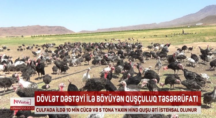 Culfada ildə 10 min cücə və 5 tona yaxın hind quşu əti istehsal olunur<font color=red> - VİDEO</font>