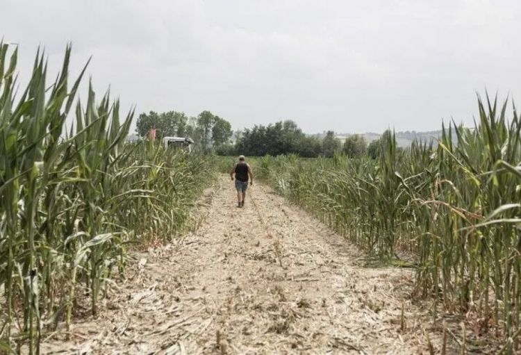 BMT: El-Nino hava hadisəsi 2027-ci ilin sonunadək daha 49 milyondan çox insanın aclıq çəkməsinə səbəb ola bilər