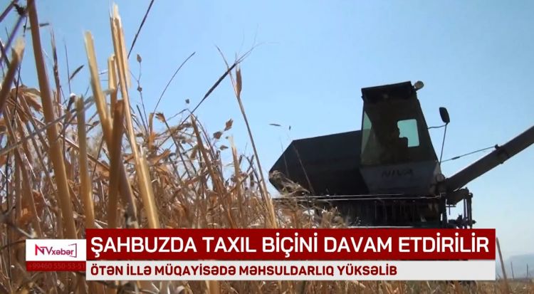 Şahbuzda taxıl biçini davam etdirilir<font color=red> - VİDEO</font>