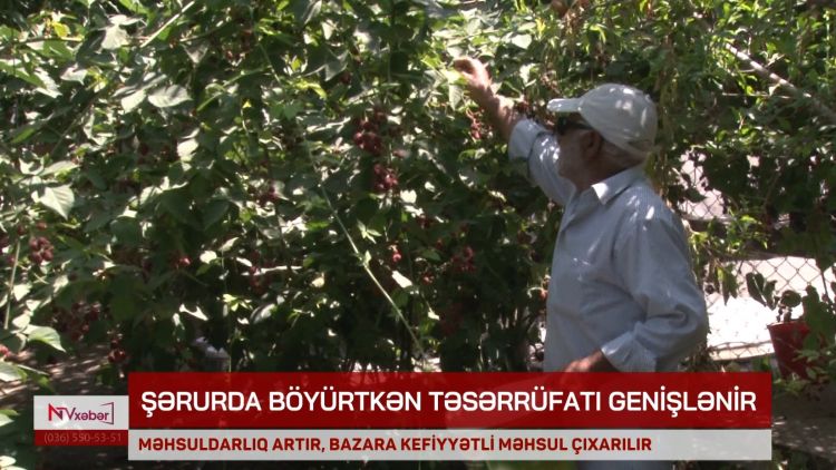 Şərurda böyürtkən təsərrüfatı genişlənir<font color=red> - VİDEO</font>